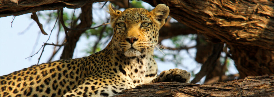 Leopard im Khwai Gebiet