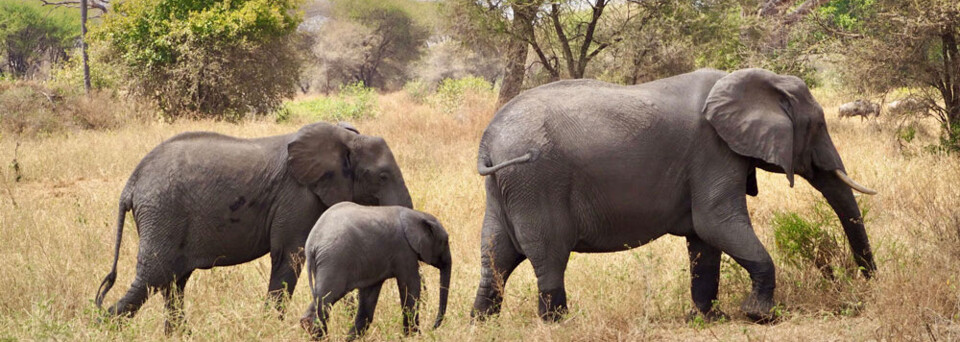 Elefanten im Tarangire Nationalpark