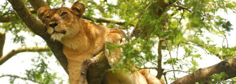 Löwe im Baum