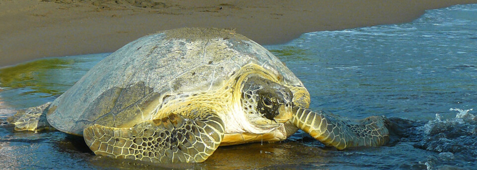 Meeresschildkröte am Strand von Tortuguero