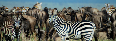 Serengeti Fly-In