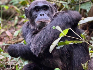 Schimpansen-Trekking im Kibale Nationalpark