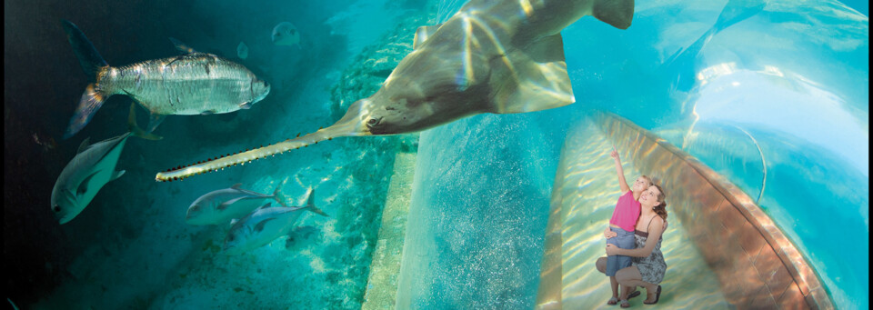 Auarium Atlantis Paradise Island Bahamas