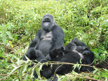Gorilla Trekking: Silberrücken im Bwindi Impenetrable National Park