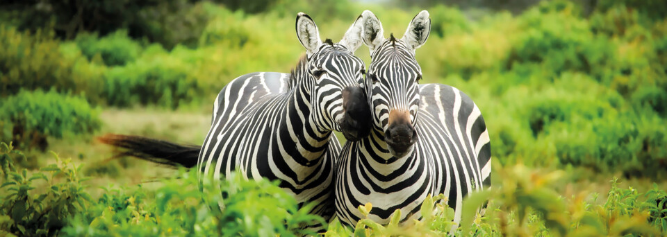 Zebras in Kenia