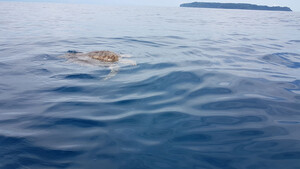 Schildkröte im Corcovado Nationalpark