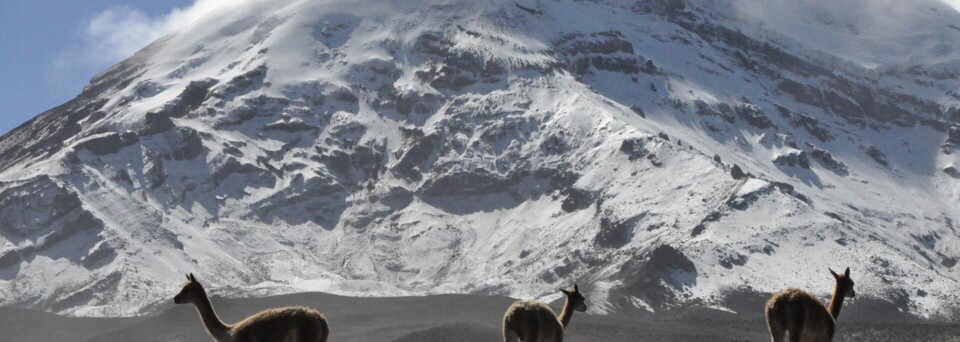 Vikunjas am Chimborazo in den Anden