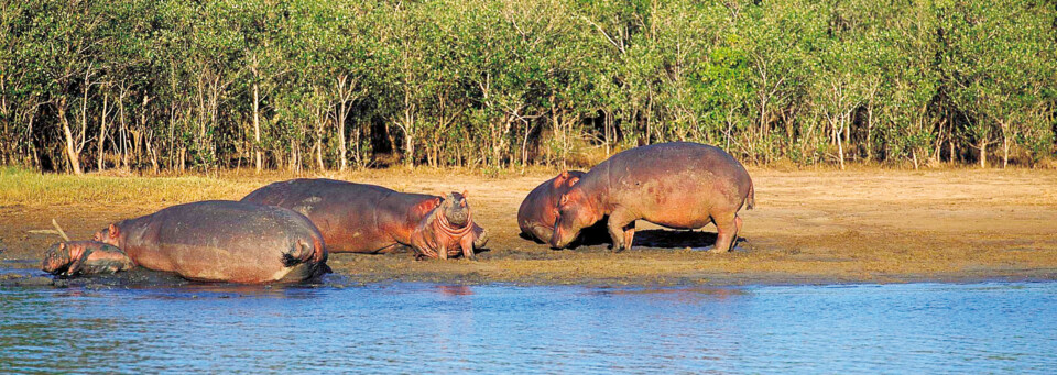 Flusspferde am Ufer im iSimangaliso Wetland Park 