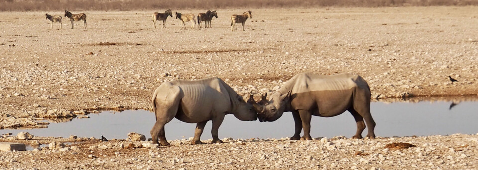 Reisebericht Namibia - Nashörner im Etosha Nationalpark