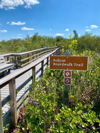 Bobcat - Boardwalk Trail