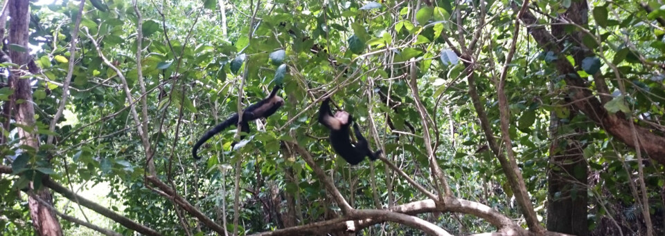 Costa Rica Reisebericht - Affen im Manuel Antonio Nationalpark