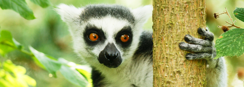 Lemur in Madagaskar