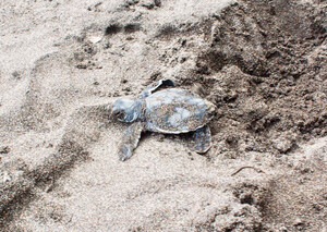 Costa Rica Reisebericht - Baby Schildkröte im Tortuguero Nationalpark