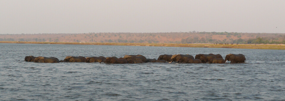 Elefanten im Chobe Fluss