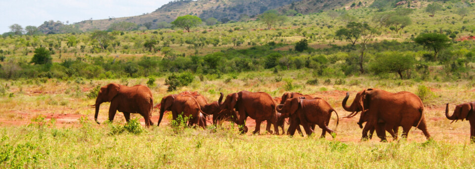 Elefantenherde im Tsavo Nationalpark, Kenia