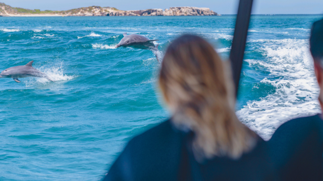 Dolphin Cruise in Westaustralien