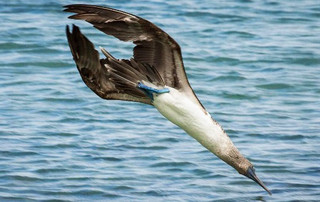 Galápagos Reisebericht - Blaufußtölpel