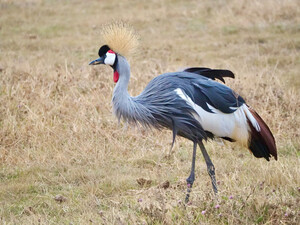 Vogel in der Ngorongoro Conservation Area