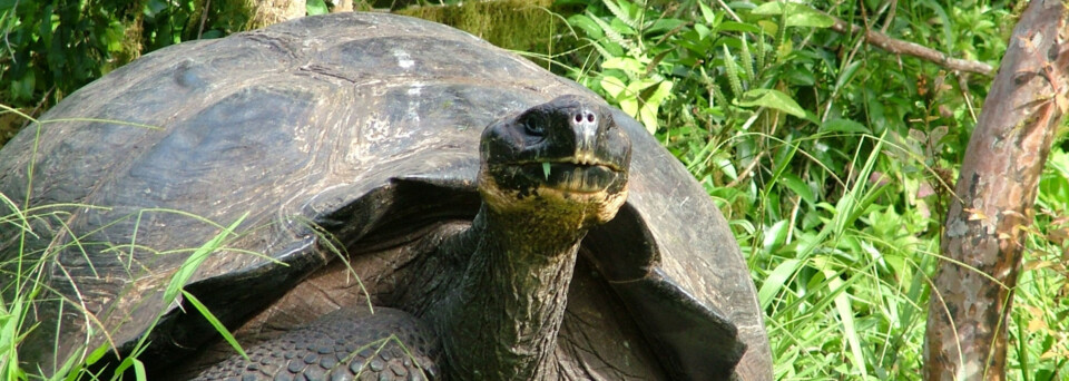 Galápagos Schildkröte