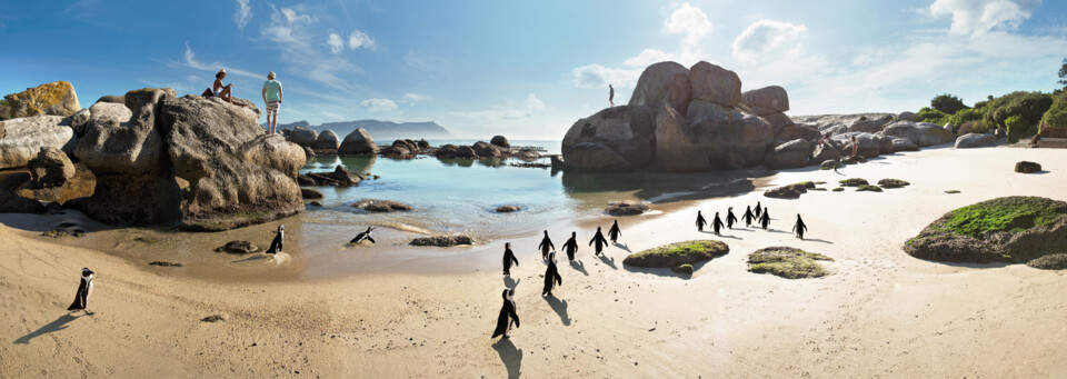 Pinguine am Boulders Beach