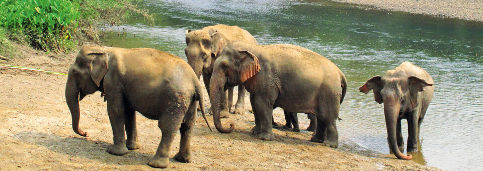 Elefanten in Khao Yai Nationalpark