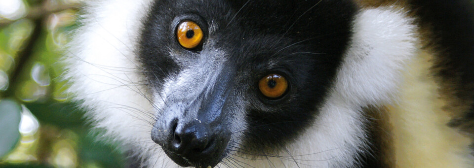 Lemur auf Madagaskar