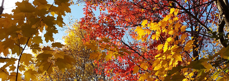 Indian Summer in Quebéc - Ostkanada Reisebericht