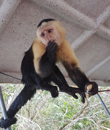 Panama Reisebericht: Kleines Äffchen