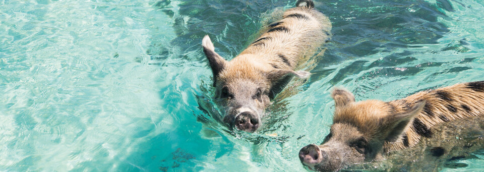 Schwimmende Schweine Bahamas