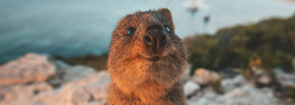 Quokka auf Rottnest Island