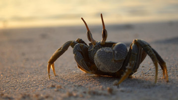 Malediven Reiseberichte: Krebs am Strand der Malediven