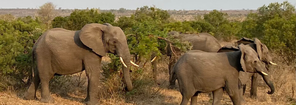 Reisebericht Südafrika: Löwen im Mashatu Game Reserve