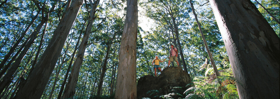 Boranup Forest