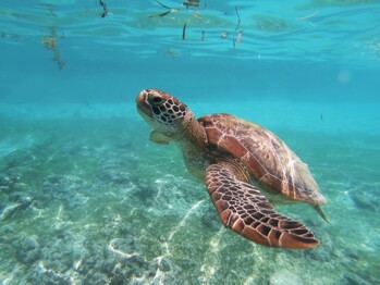 faszinierende Unterwasserwelt, Malediven