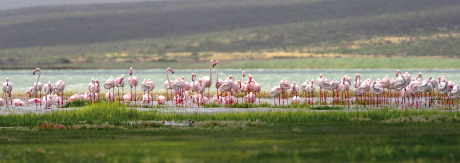 Flamingos Lake Nakuru Kenia