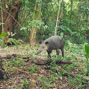 Tapir