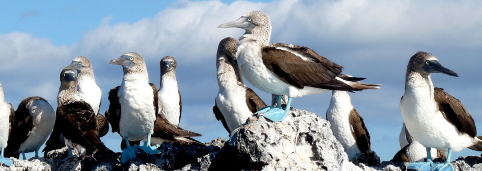 Ecuador und Galápagos Reisebericht - Blaufußtölpel