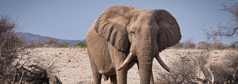Namibia - Elefanten während Rundreise erleben