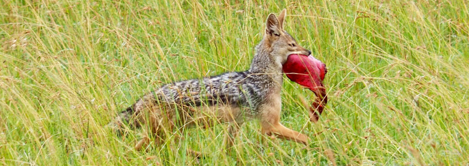 Kenia Reisebericht - Schakal mit Beute im Masai Mara Reservat