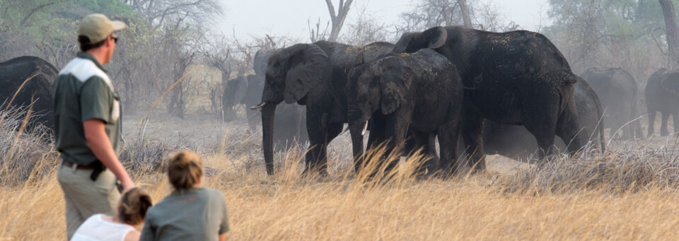 Elefanten des Nambwa Lagoon Camp