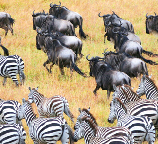Serengeti Nationalpark, Tansania - Zebra- und Gnuherde Serengeti Nationalpark, Tansania - Zebra- und Gnuherde