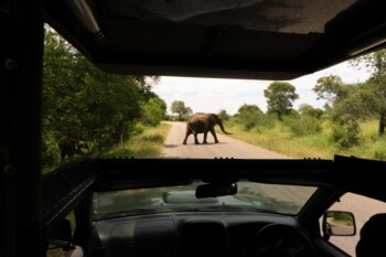 Big Five in Südafrika