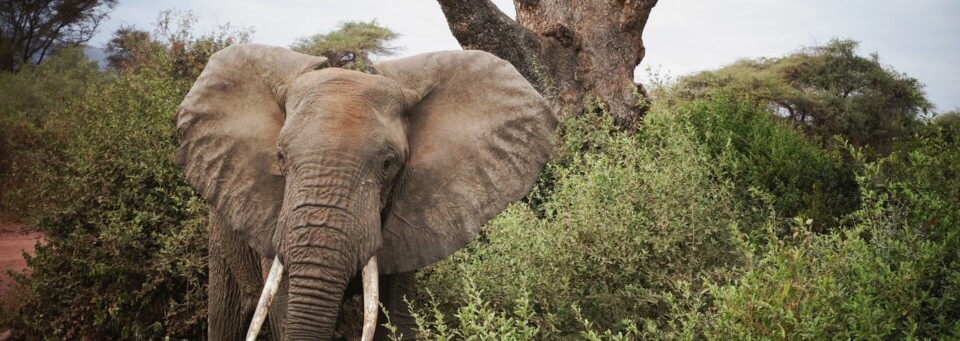 Elefanten am Manyara See in Tansania