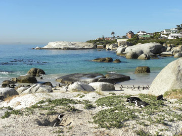 Südafrika Reisebericht: Boulders Beach 