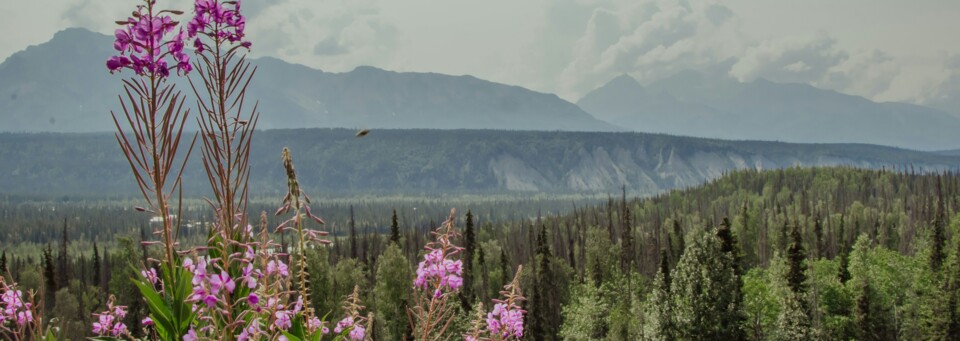 Zugfahrt über die  "Alaska Rail Road"