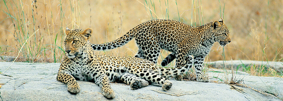 Krüger Nationalpark Leoparden