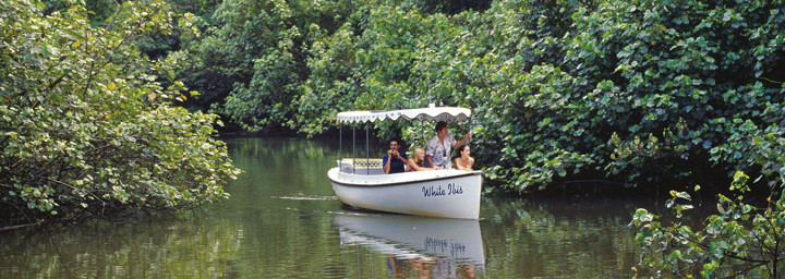 Daintree River Bootsfahrt