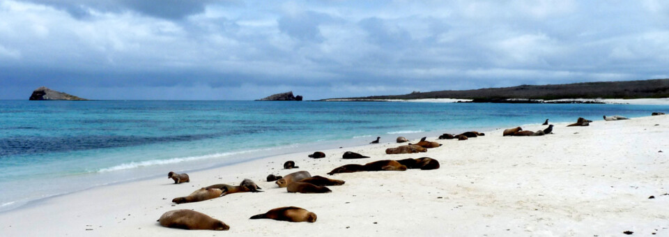 Ecuador und Galápagos Reisebericht - Seelöwen am Strand