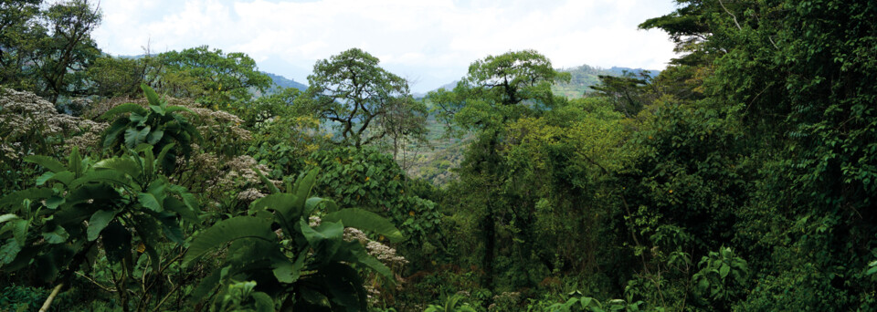 Bwindi Impenetrable Nationalpark 