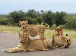 Löwen im Kruger Nationalpark
